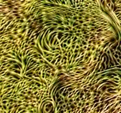 inscription 35270ddc87bb6a84116e96f1fcecfe8d0913efd44cf47c6f086d2b033d2b0bafi0