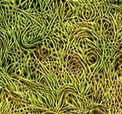 inscription 35270ddc87bb6a84116e96f1fcecfe8d0913efd44cf47c6f086d2b033d2b0bafi3