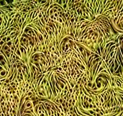 inscription 35270ddc87bb6a84116e96f1fcecfe8d0913efd44cf47c6f086d2b033d2b0bafi4