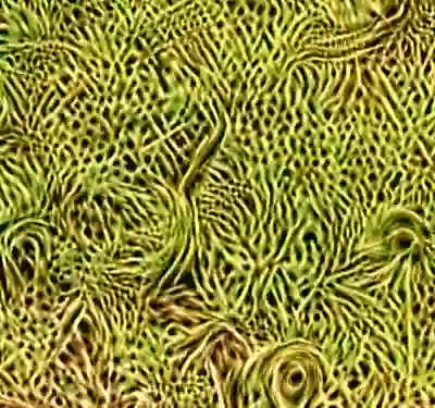 inscription 35270ddc87bb6a84116e96f1fcecfe8d0913efd44cf47c6f086d2b033d2b0bafi6