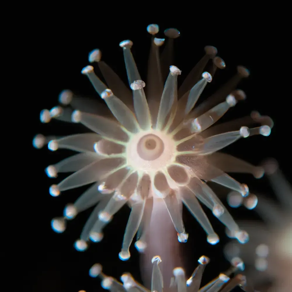 inscription 6ae1d4f86524e56ce2c3d0076e19f2d8c1e9e8f416bdf4d18ecc4841bd2de38di0