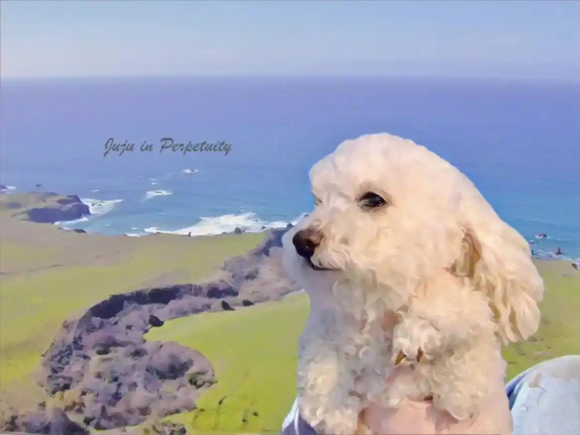 inscription 72a30ea2b4d1702aff514b9961382617d951f850ac2dad9ead187ef70b2dabbci0