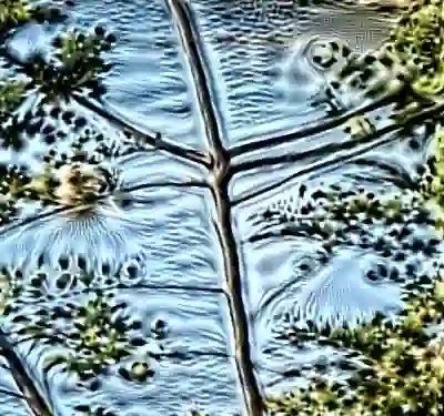 Image 50/60